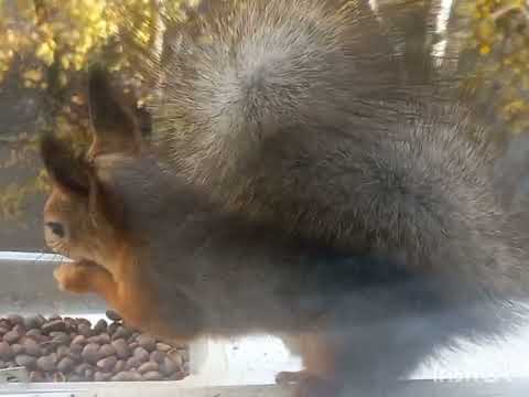 Видео: Белк Мотя пришел на завтрак.#squirrel #cuteanimal #cute #animals #wildlife #breakfast