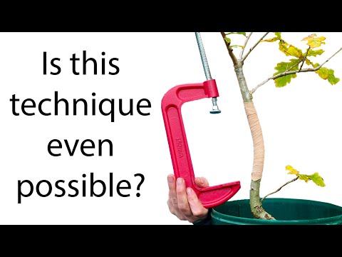 Видео: Сгибание ствола бонсай с помощью G-образного зажима