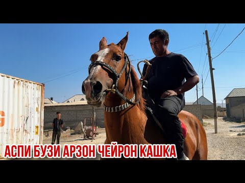 Видео: Чейрон кашка арзон 10 сентября 2025 г.
