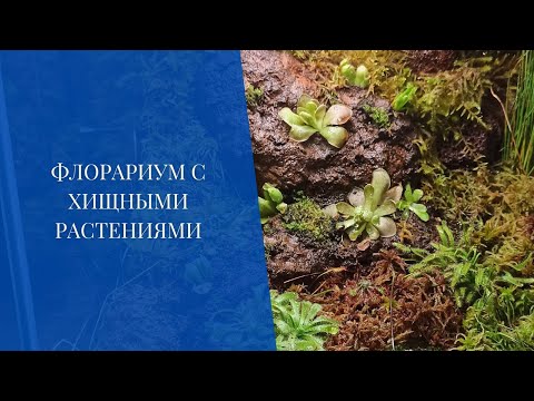 Видео: Правильный флорариум с хищными растениями