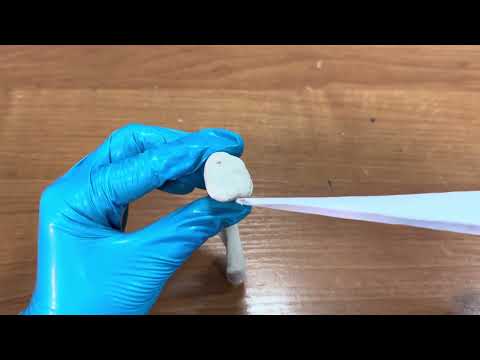 Видео: Бұғана сүйегі құрылысы