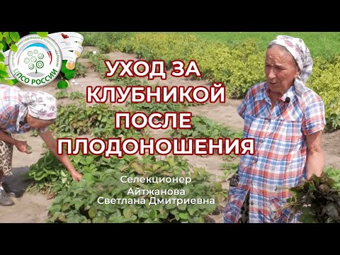 Видео: Уход за клубникой после сбора урожая. Клубника, земляника после плодоношения.