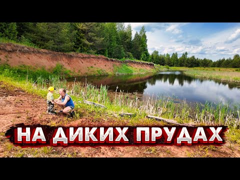 Видео: ВЯЛЕНЫЙ СИГ! ПРОВЕРЯЕМ, КАК  ПРИЖИЛАСЬ РЫБА 🐟 НА ОТДАЛЁННЫХ ПРУДАХ 🌊