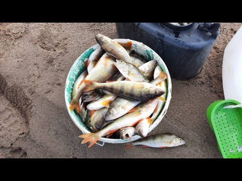 Видео: БЕШЕНЫЙ КЛЁВ ОКУНЯ, ОТВЕЛИ ДУШУ ПО ПОЛНОЙ! КАЖДОМУ ЖЕЛАЕМ ТАКОЙ КЛЁВ.