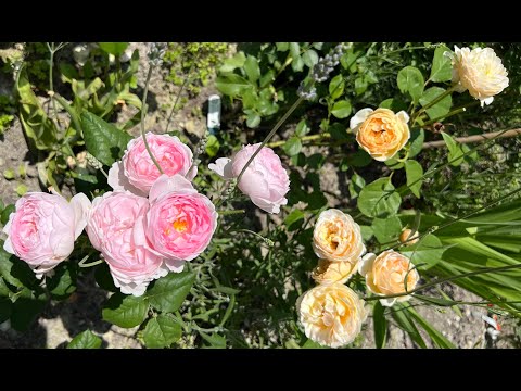 Видео: МАЙ, СПАСИБО! 💕⭐️💕 Большой обзор 30+ сортов 1й волны отцветания годового розария! Италия. 30.05.2025
