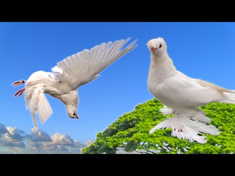 Видео: Впечатления за 1$ vs 500,000$! Двухчубые голуби. Tauben. Pigeons. Palomas. Pombos. 비둘기.
