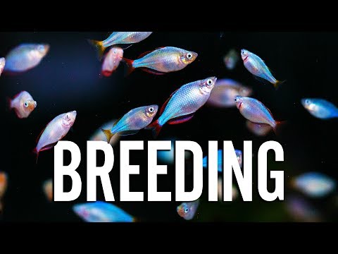Видео: Как разводить аквариумных рыбок с опытным заводчиком