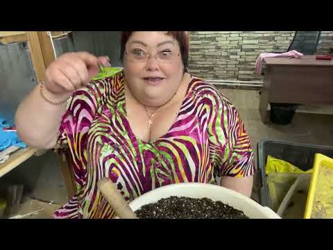 Видео: Результаты укоренения черенков клематиса #клематисы