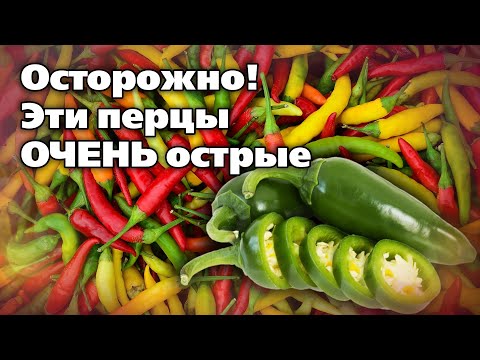 Видео: Эти острые перцы дадут сногсшибательный урожай  Просто острые и супер-острые