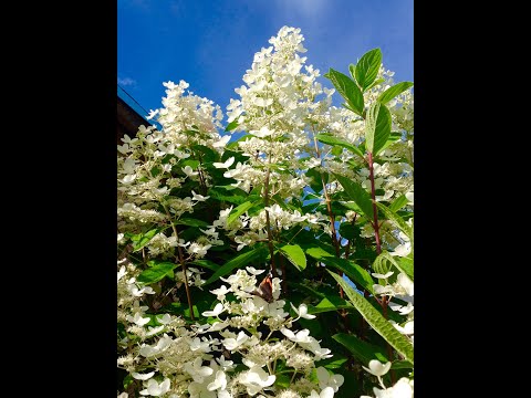 Видео: #обрезкаметельчатойгортензии# 3 формы метельчатой гортензии: Г- дерево, Г- куст, Г- пирамида!