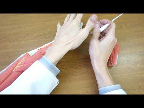 Видео: Мышцы предплечья. Задняя группа.