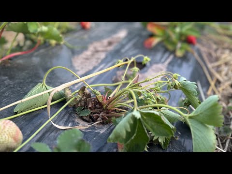 Видео: Чому вʼянуть  і сохнуть кущі  Полуниці