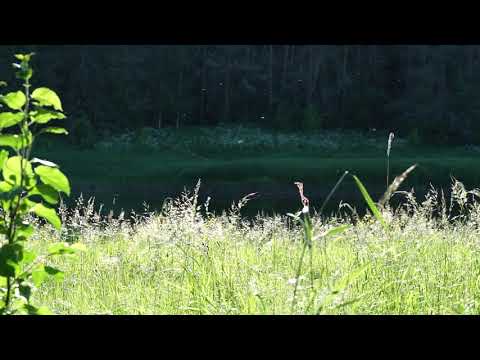 Видео: Сплав по реке Тверца. От пл. Индустрия до г. Торжок. Продолжение.