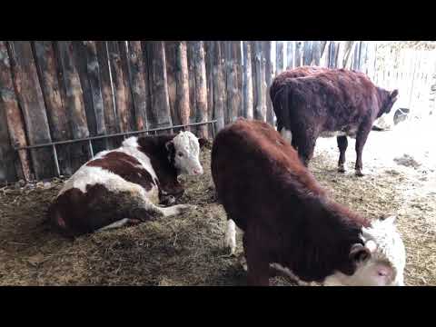 Видео: Затраты на содержание, и прибыль с одного быка .