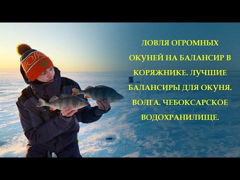 Видео: ЛОВЛЯ ОГРОМНЫХ ОКУНЕЙ НА БАЛАНСИР В КОРЯЖНИКЕ. ЛУЧШИЕ БАЛАНСИРЫ ДЛЯ ОКУНЯ. ВОЛГА.