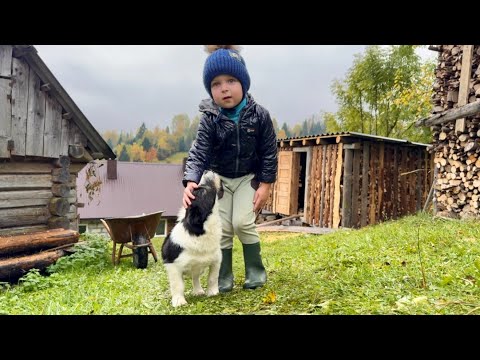 Видео: Маленькое счастье в Карпатах Матвей, мама Мария и папа Юрий живут среди гор
