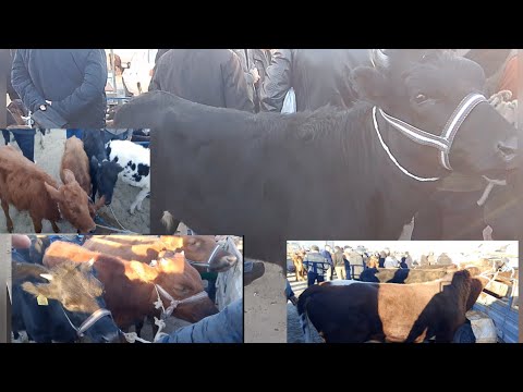 Видео: ХОРАЗМ ШОВОТ ЧОКЛИ МОЛ БОЗОРИ НАРХЛАРИ 10.10.2025 #нархлари #хоразммолбозори #чоклимолбозори