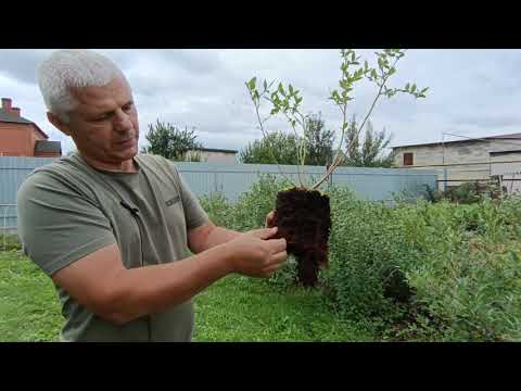 Видео: Сажаем голубику и собираем урожай ведрами!