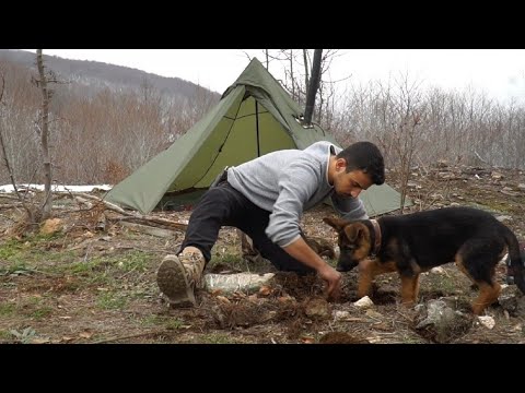 Видео: ЧТО ИЩЕТ МОЯ СОБАКА? | ЗИМНИЙ ЛАГЕРЬ С МОЕЙ ВОЛЧЬЕЙ СОБАКОЙ K9 / ЗИМНИЙ ГОРЯЧИЙ ЛАГЕРЬ С ПАЛАТКОЙ