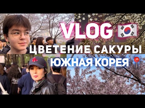 Видео: 🇰🇷Vlog: едем смотреть на сакуру и кушать корейскую курочку