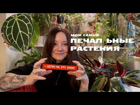 Видео: Что делать, если растение плохо выглядит? Реанимация, омоложение, черенкование, осмотр корней