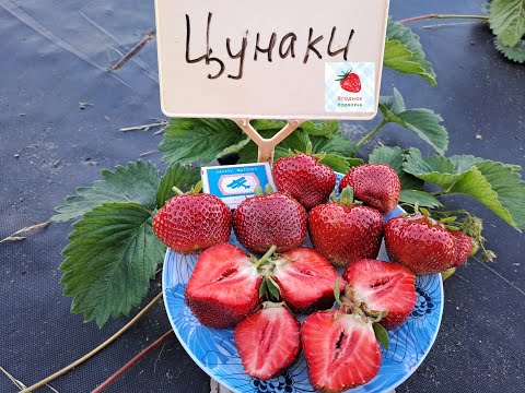 Видео: Клубника Цунаки  в Ягодном Подворье