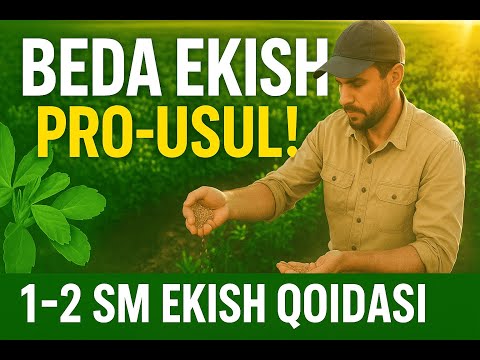 Видео: Beda ekinini ekish sirlari  #agromaslahat #beda #agro #люцерна #qishloqxojaligi #ekin