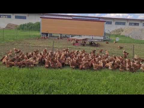 Видео: Село в Німеччині. Дивимось поле кукурудзи, картоплі та пшениці