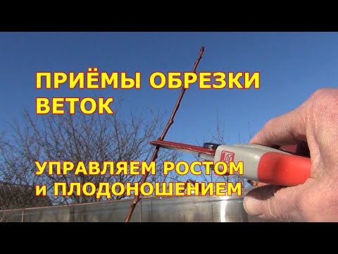 Видео: Приёмы обрезки веток. Управляем ростом и плодоношением сада