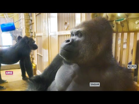 Видео: Горилла, прерванная отцом во время тренировки по перемещению | ЭННИ | Группа Шабани