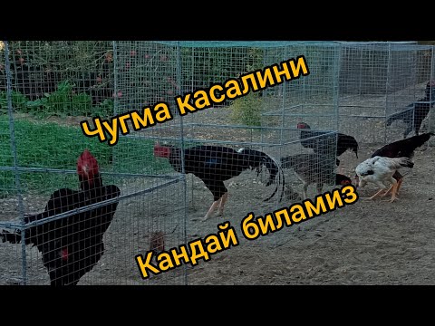 Видео: ЧУГМА КАСАЛИНИ КАНДАЙ БИЛАМИЗ