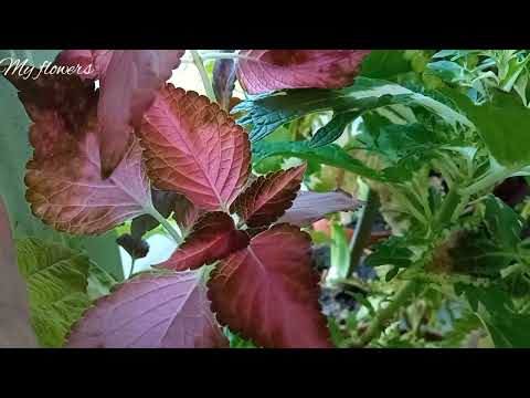 Видео: Колеус.Уход в домашних условиях.Проблемы и вредители.
