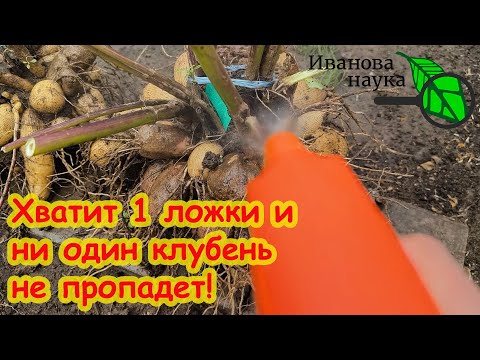 Видео: НЕ САЖАЙТЕ МУСОР и ГНИЛЬ! Сажайте материал ВЫСШЕГО сорта! Как правильно хранить клубни георгин.