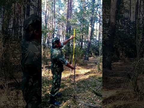 Видео: Прививка плодовых деревьев. Межвидовая прививка.