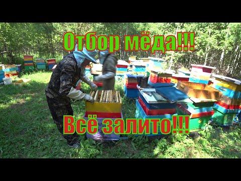 Видео: ПЧЕЛОСЕМЬИ ЗАЛИЛИСЬ МЁДОМ И ОТДЫХАЮТ, ЭКСТРЕННО ОТБИРАЕМ МЁД