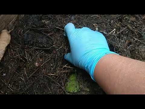 Видео: 010 Черви#сенная палочка#триходерма.Чем кормить червей? Чтобы увеличить поголовье в несколько раз!