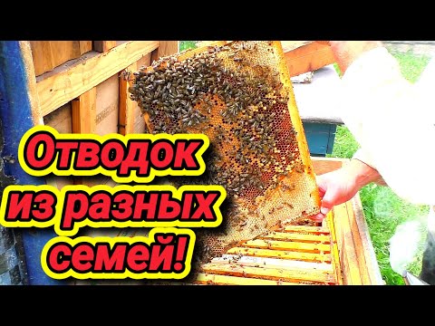 Видео: ОТВОДОК ПЧЁЛ! Как собрать отводок из разных семей? Как сделать простой отводок?