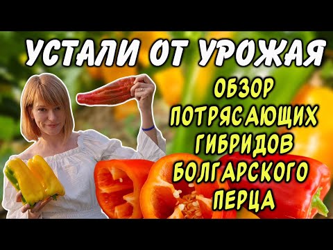 Видео: Устали от урожая! Не успеваем перерабатывать этот перец. Запомните эти 4 гибрида