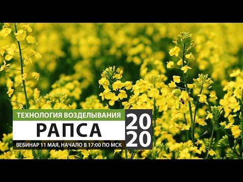 Видео: Технология возделывания РАПСА 2020