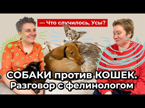 Видео: Собаки против кошек. Разговор с фелинологом// Что случилось, Усы?