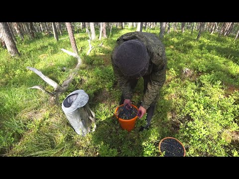 Видео: ЧЕРНИКА ТАКОЙ ЯГОДЫ Я ДАВНО НЕ ВИДЕЛ ВСТРЕТИЛ ЛИСЯТ И НАКОРМИЛ ИХ