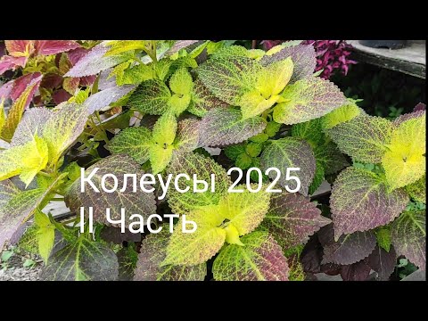 Видео: Мои колеусы, лето 2025. ll Часть