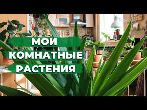Видео: Большой Обзор Комнатных Растений » Март 2022