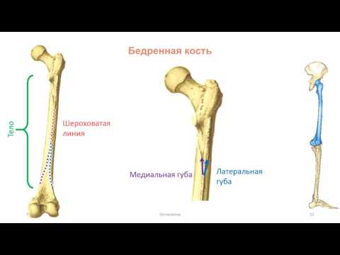 Видео: Кости нижней конечности