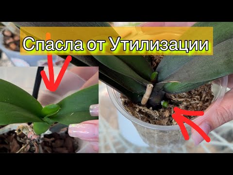 Видео: Чудо-Коктейль: орхидеи с мусорки снова живы!