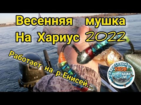 Видео: Мушка на Хариус "Говнянка" Весна 2022 р.Енисей.