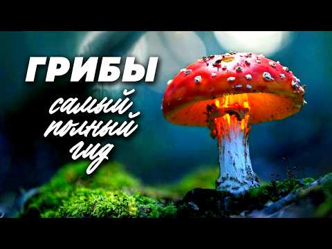 Видео: Грибы. Самый полный гид. Съедобные и несъедобные, необычные и лечебные, где собирать и как готовить