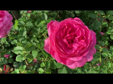 Видео: Розы Д.Остина💜