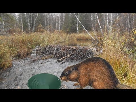 Видео: Золото бобров