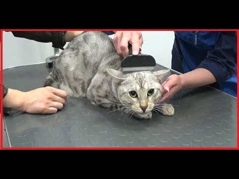 Видео: Как вычесать кота. Груминг. Бенгальский кот Вирсик. 猫